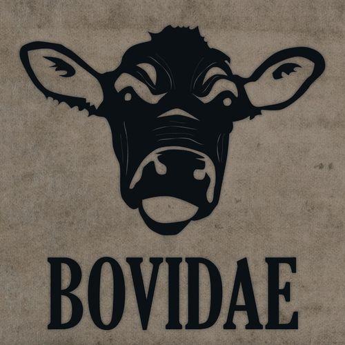 Bovidae - Bovidae