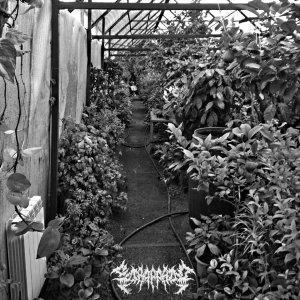 Strappado - Greenhouse