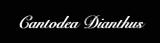 Cantodea Dianthus - Discography (2021 - 2022)