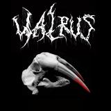 Walrus - Discography (2021 - 2025) Walrus - Discography (2021 - 2025)