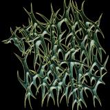 The Rigor Mortis - Discography (2005 - 2014)