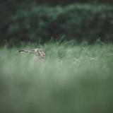 Humming Whale - Chasing Rabbits (Lossless)