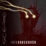 Scerile - Inflorescence